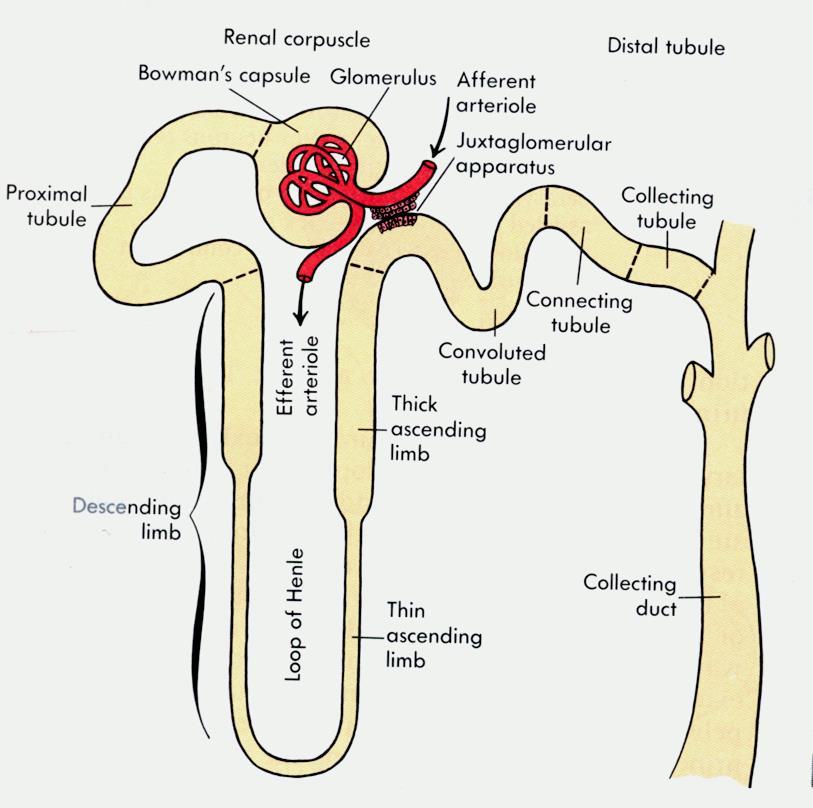Basic Renal Physiology Nephron is the functional unit of the kidney, capable of forming