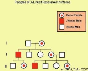 Modes of Inheritance X-linked recessive: only sons of heterozygous mothers (carriers) can be affected, there is no father to son transmission.
