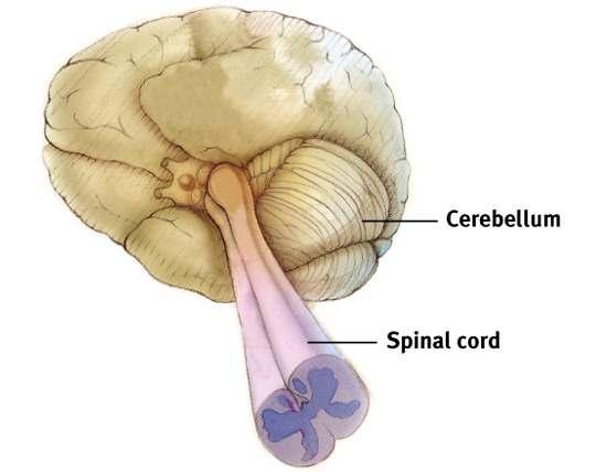 Cerebellum Cinderella Bottom rear of the brain.