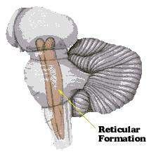 What is reticular formation? Part of brain affects consciousness.