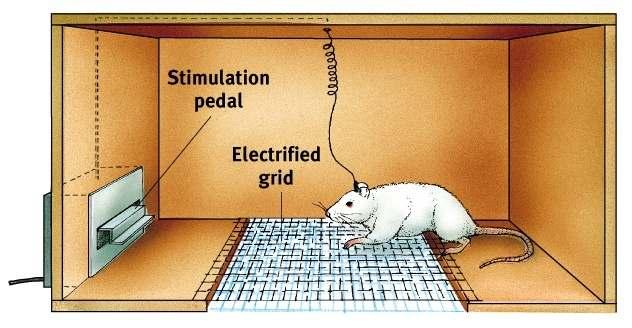 Rat with an Implanted Electrode