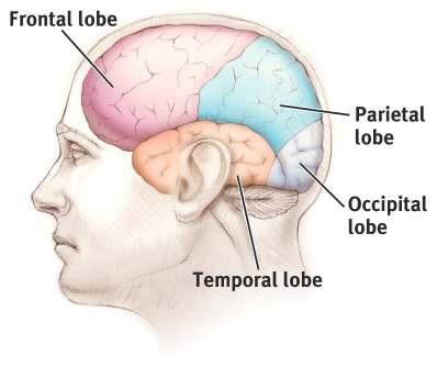 Areas of the Cerebral Cortex Divided into eight lobes, four in each hemisphere (frontal, parietal,
