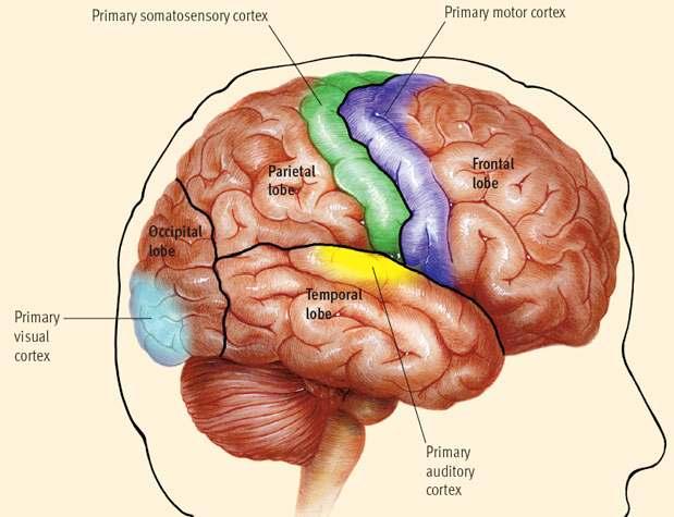 What is the sensory cortex?