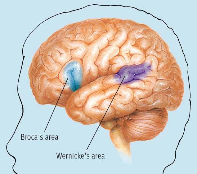 In what region of the brain is the Broca s area located?