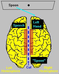 Experiment #1 Split-brain patients Experimenter shows fork to left hemisphere (presents to the right side) Participant is asked what he saw He states fork Experimenter shows spoon to right