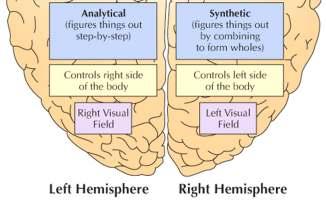 right hemispheres of the brain