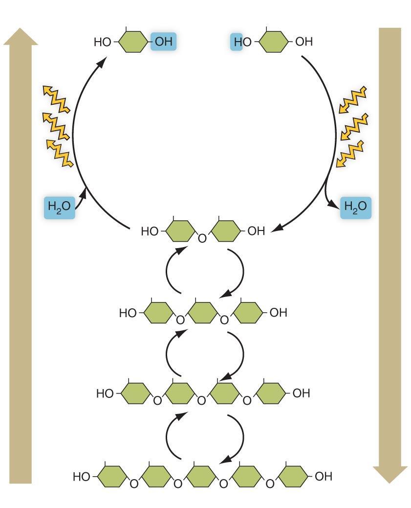 Hydrolysis Dehydration synthesis Sugars Hydrolysis Add H 2 O Break bonds Catabolic Digestion Energy Energy