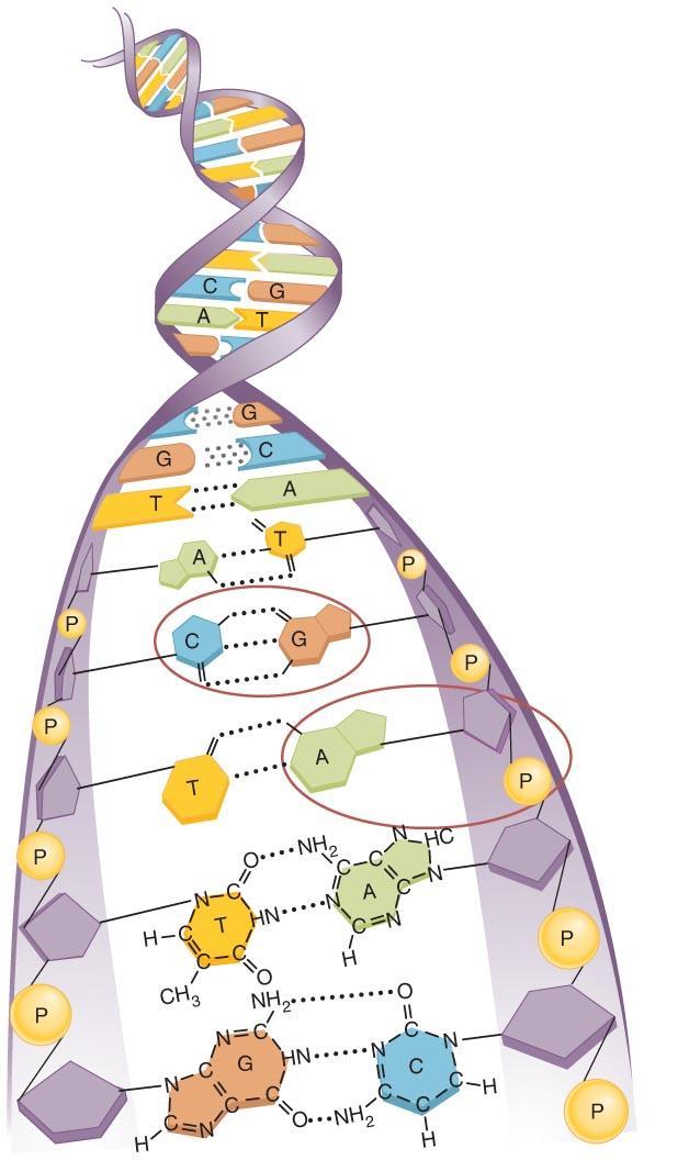 Nucleic Acids Store Genetic Information Structure of DNA
