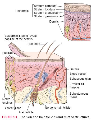 5 The sebaceous glands develop from hair follicles and, therefore, are present over most of the body, excluding the soles and palms.