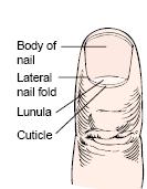 The nails, located on the distal phalanges of fingers and toes.