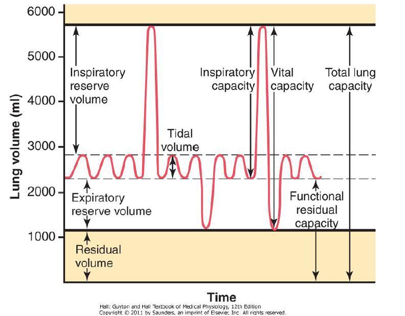 Second : Spirogram, volumes and capacities. *spirogram: A graph of respiratory movements made by the spirometer. If you ask the patient to inhale and expire normally,i.