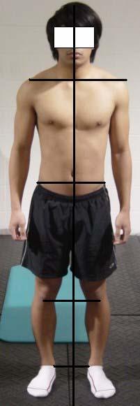 Standing posture from the front or back would ideally be divided into symmetrical right and left