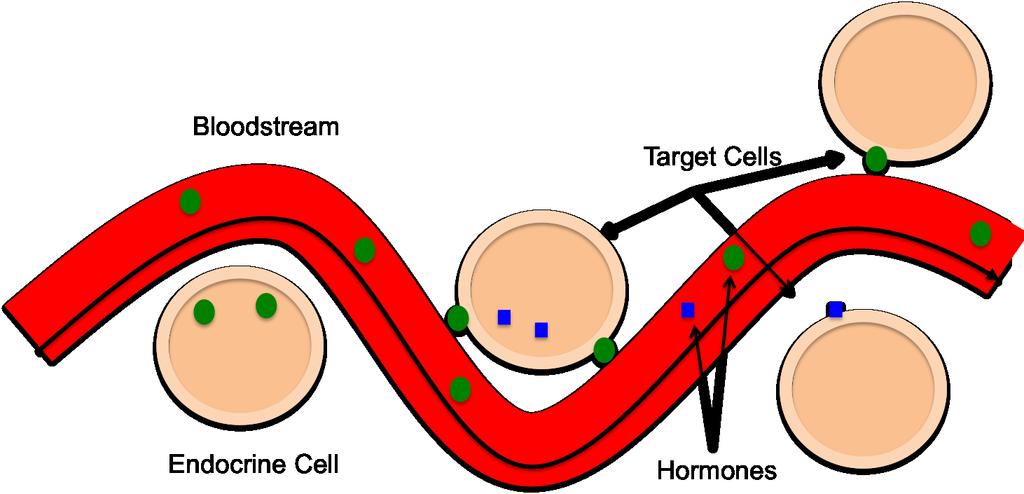 Hormone Overview Hormones are produced by