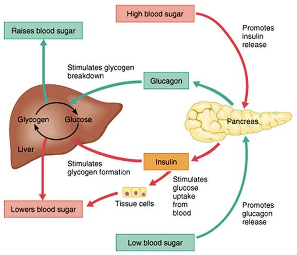 Feedback System Blood Glucose https://www.