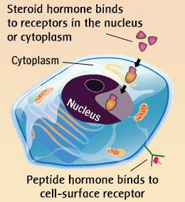 The Chemistry of Hormones Hormones are classified chemically as Amino acid based, which includes: Proteins Peptides