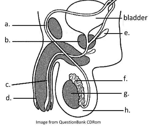 6.6.S1 Annotate diagrams of the male and female reproductive system to show names of structures and their functions. Can you label and annotate the diagram of the male reproductive system? a. Vas deferens (sperm duct) carries sperm to the penis during ejaculation b.
