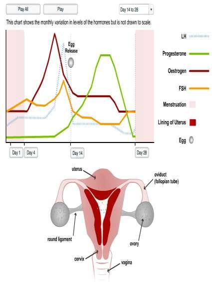 6.6.U8 The menstrual cycle is controlled by negative and positive feedback mechanisms involving ovarian and