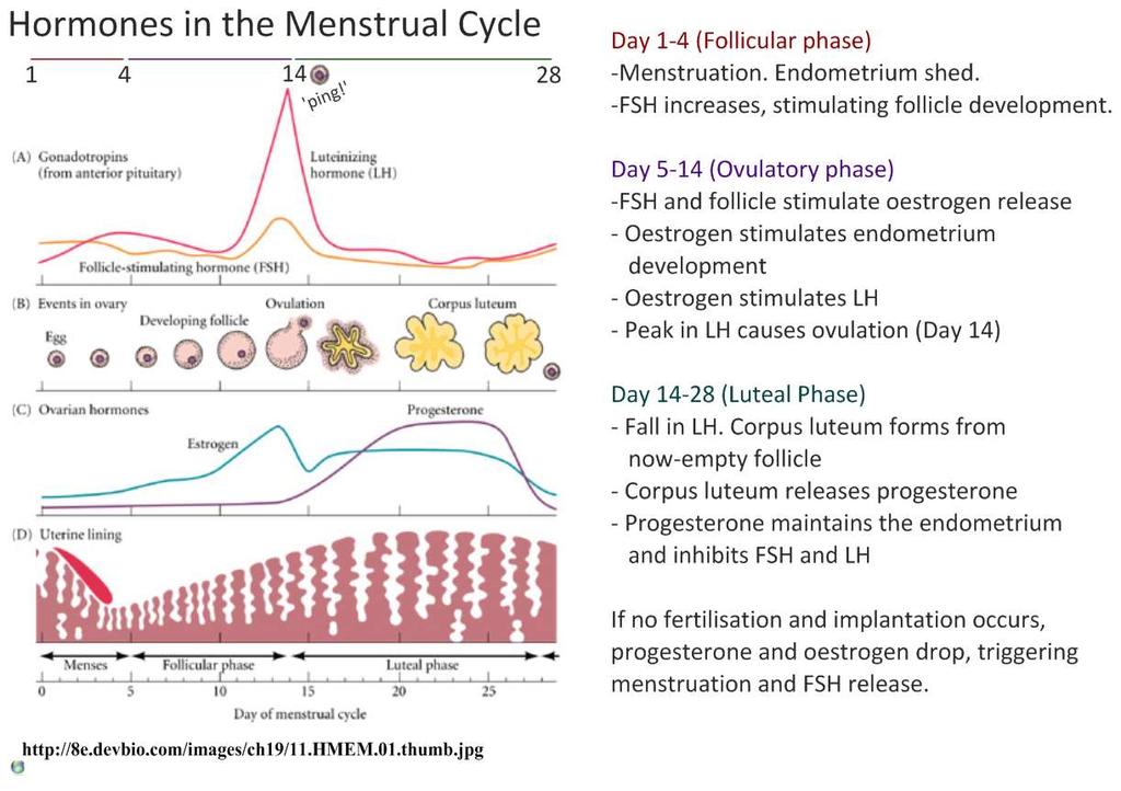 6.6.U8 The menstrual cycle is controlled by negative and