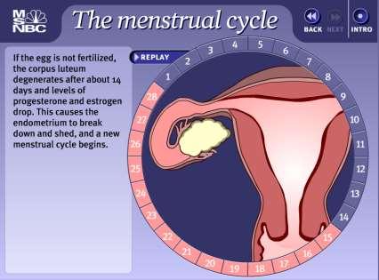 cn/532/study/theory/2/genital%20syste m/menstrual%20cycle.swf How does the contraceptive pill work?