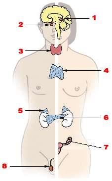 The Endocrine System A stimulus is received and processed. Hormones are secreted directly into the blood. They are carried to the target tissues (the place of intended action).