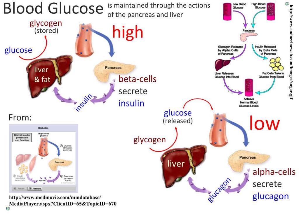 6.6.U1 Insulin and glucagon are secreted