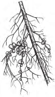 (b) Leguminous plants such as beans and peas have bacteria growing inside nodules on their roots. The diagram shows some nodules on a root.