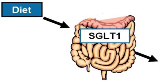How Do SGLT2