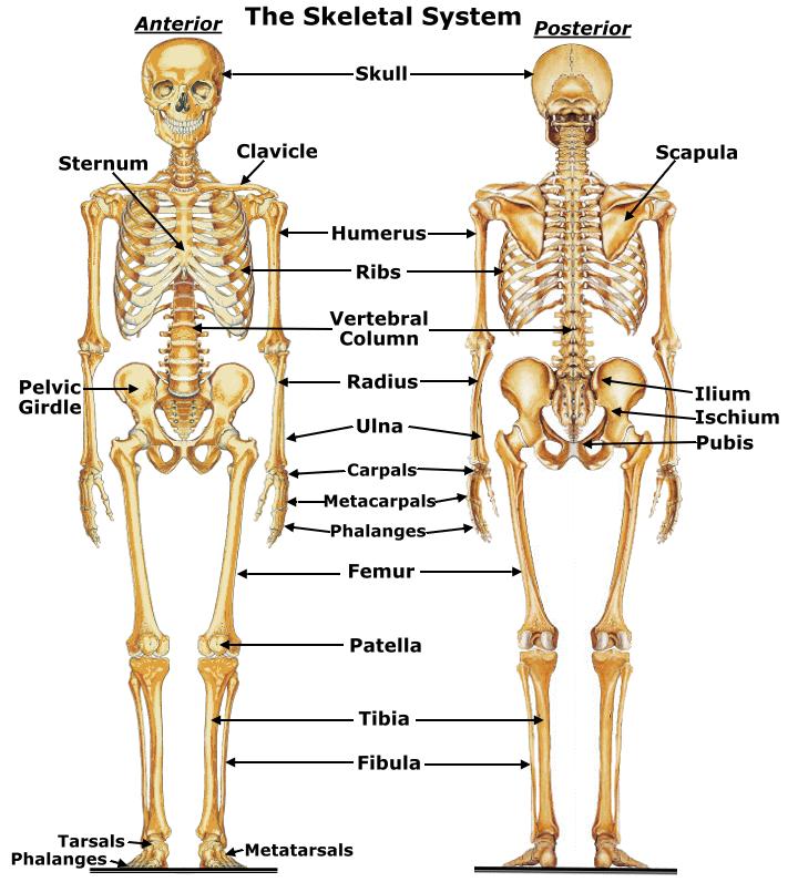 Skeletal System Supports the body Protects internal organs Allows