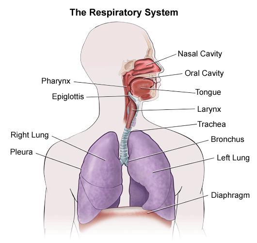 Respiratory System Brings in oxygen needed for cellular