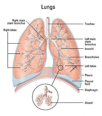 Main Parts of the Respiratory System Nose