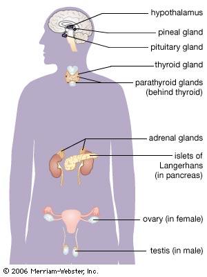 Endocrine System Controls growth,