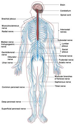 Nervous System Recognizes and coordinates the body s