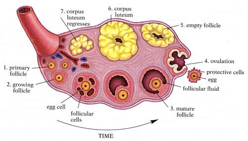 Main Parts of the Reproductive System Testes
