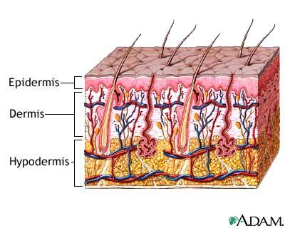 Integumentary System Guards against infection and injury