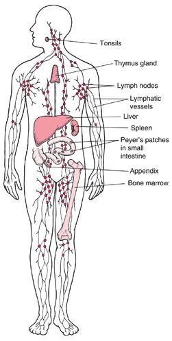 Immune/Lymphatic Systems Helps