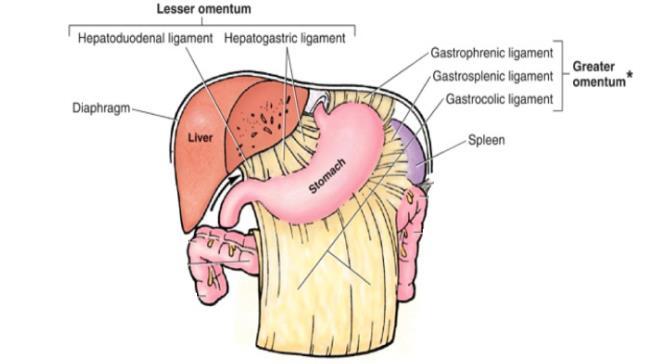 These two legaments keep the spleen above and separate it from the other organs like the descending colon.