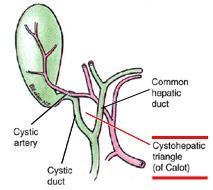 the common hepatic duct medially, the cystic