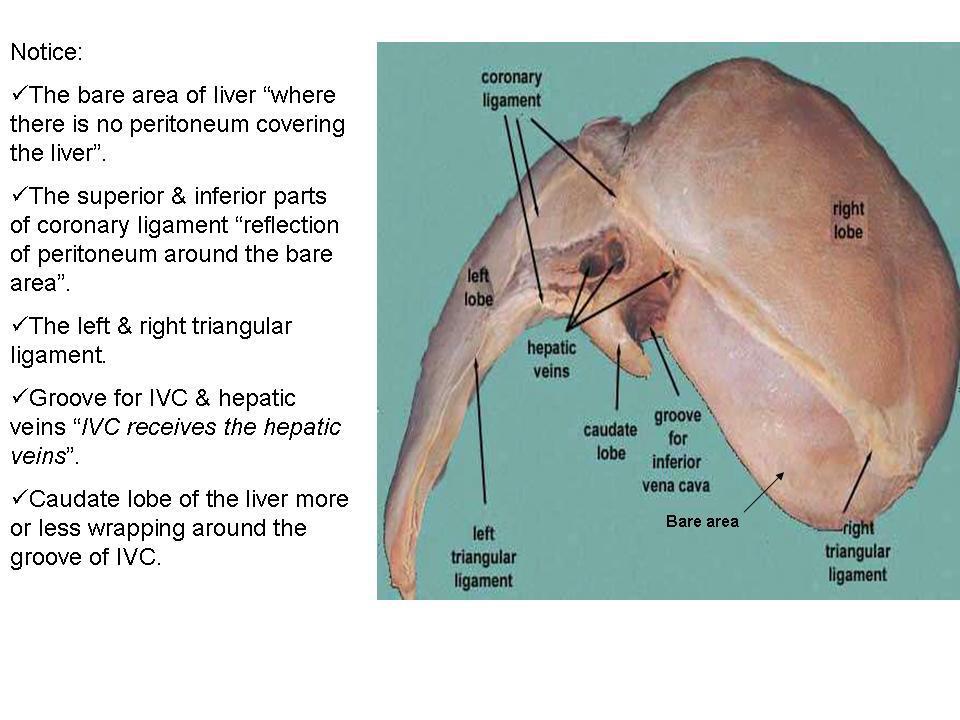 o Surfaces of the liver, their relations & impressions: ( we have 5 surfaces; postero-inferior, superior, anterior, posterior & right surfaces) Relations of