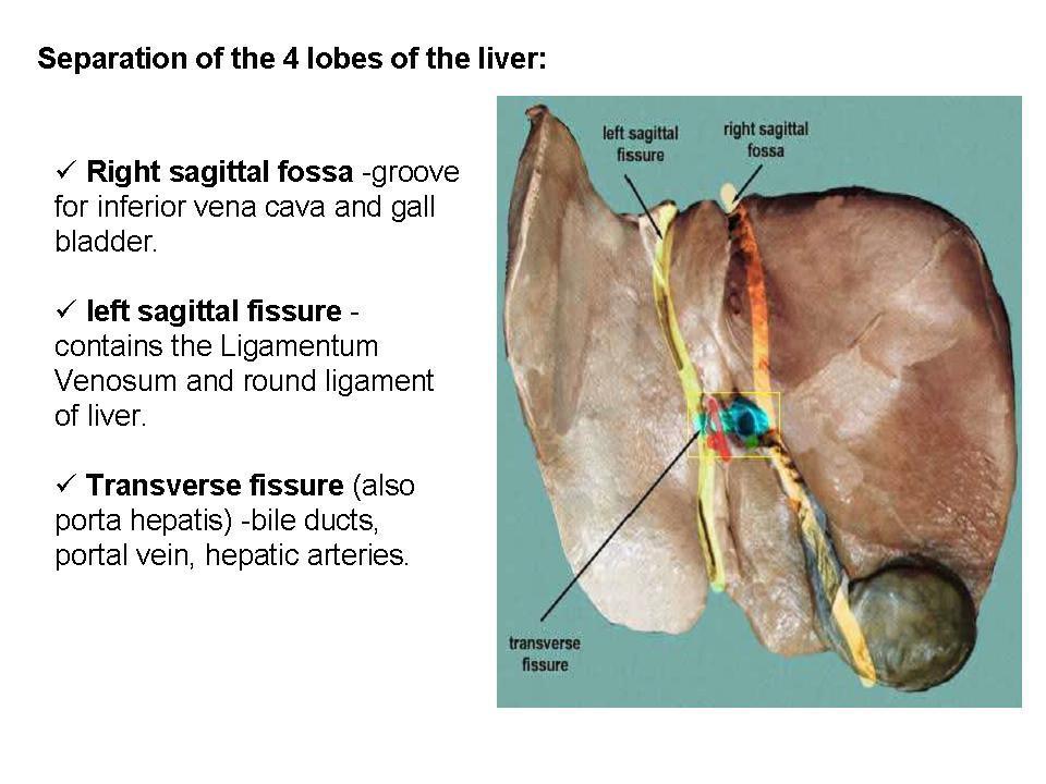 Relations of liver posteriorly: Diaphragm Right kidney Suprarenal gland Transverse colon ( hepatic flexure) Duodenum