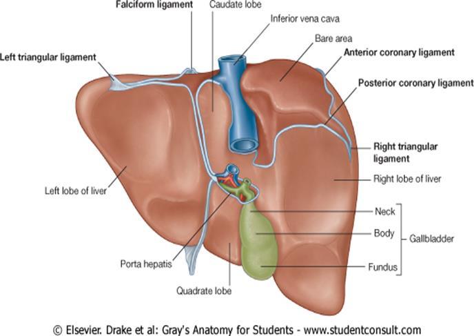 diaphragm, being formed by the apposition of the upper and lower layers of the coronary ligament The left triangular