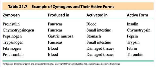 Digestive Enzymes Digestive enzymes are produced as zymogens, and are then activated when needed Most of them are synthesized and stored in the pancreas, and then secreted into