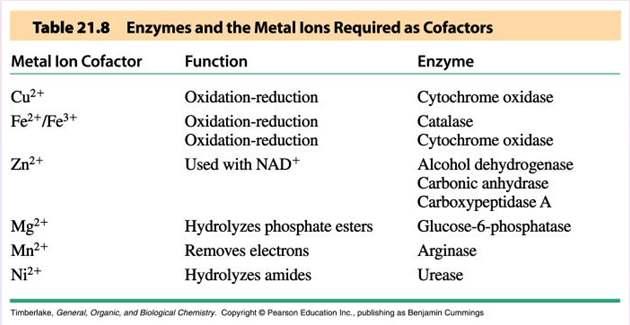 Metal Ions as Cofactors Many enzymes require a metal ion to carry out catalysis Metal ions in the active site are attached to