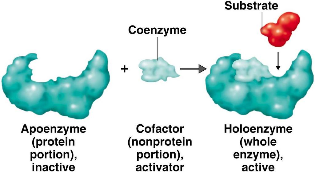 Introduction Cofactors bind to the active site and assist in the reaction mechanism