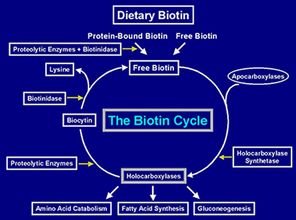 Biotin Cycle