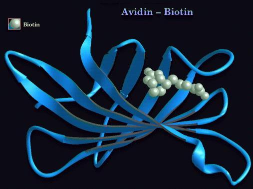 Biotin deficiency