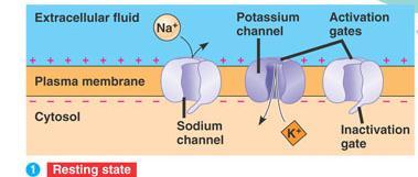 Sending a Signal: Action Potential Na + channels are embedded in the membrane of the neuron Usually, these Na + channels are closed, but can be triggered to open when the correct