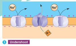 Action Potential STEP 5: The neuron is reset (REPOLARIZED) by the opening of voltage gated K + channels.