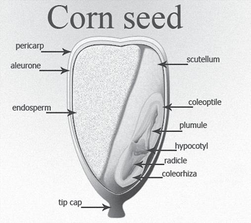 Figure 2.1: Anatomy of a corn kernel. HYPOTHESIS For this experiment, you will be measuring the overall mass of the corn as it goes from kernel to popcorn.