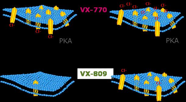 Two approaches to increase CFTR function Potentiators: Increase the flow of ions through activated CFTR present at the cell surface VX-770 (ivacaftor)