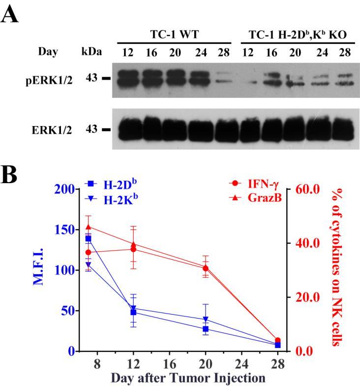 Supplementary Figure 8. ERK activation kinetics and functional analysis of TC-1 WT or H-2K b,d b tumour-infiltrating NK cells.